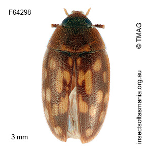 Litargops multiguttatus