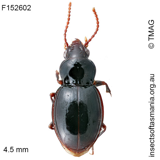 Loxandrus-subgagatinus