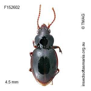 Loxandrus subgagatinus