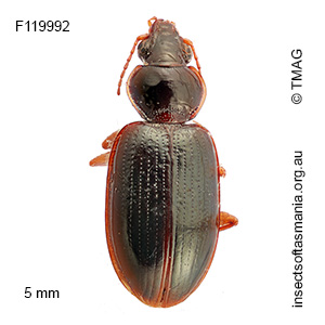 Mecyclothorax punctipennis
