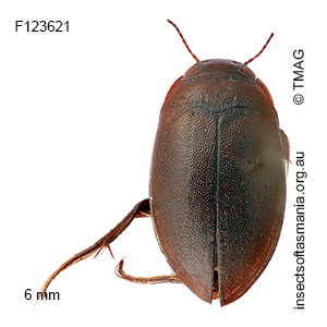 Megaporus gardnerii