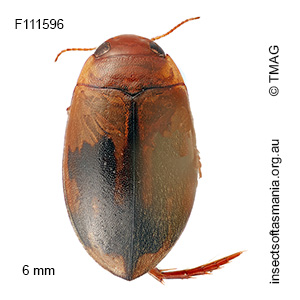 Megaporus howittii