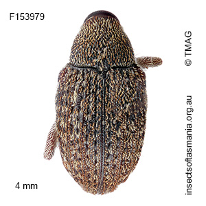 Melanterius costatus