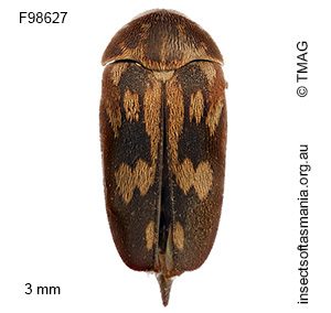 Mordella graphiptera