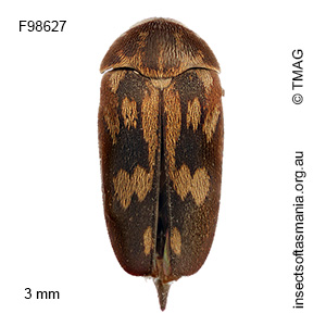 Mordella graphiptera