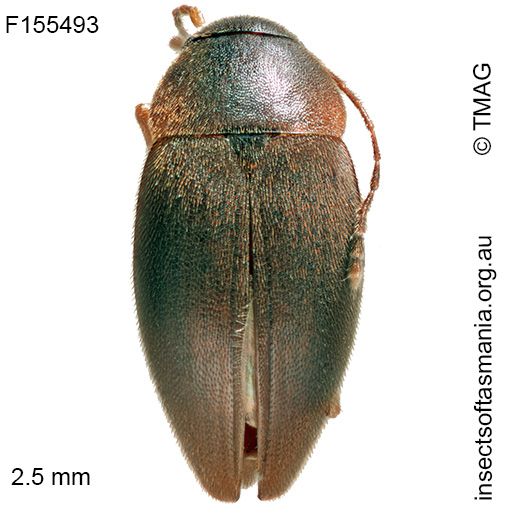 Nargiotes-tasmanianum