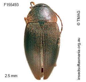 Nargiotes tasmanianum