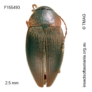Nargiotes tasmanianum