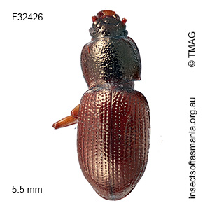 Nolicima femorata