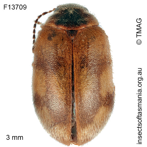 Nothocyphon-lanceolatus