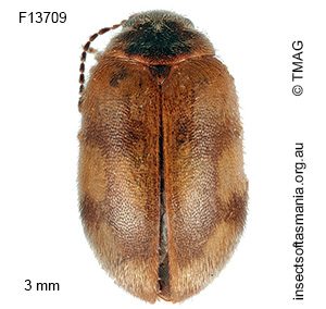 Nothocyphon lanceolatus