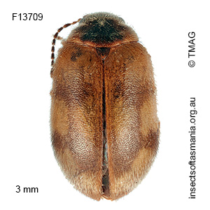 Nothocyphon lanceolatus