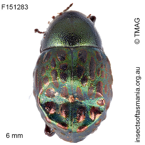Notolioon-nodipennis