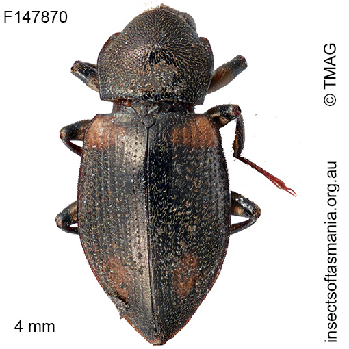 Notriolus-quadriplagiata