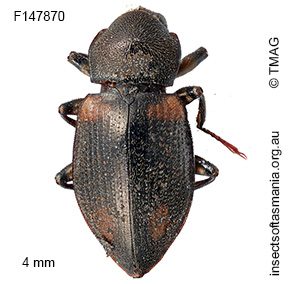 Notriolus quadriplagiata