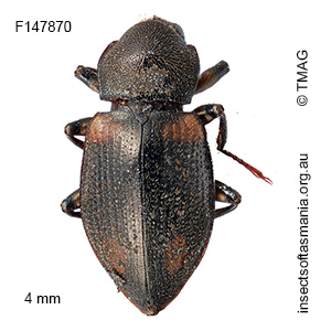 Notriolus quadriplagiata