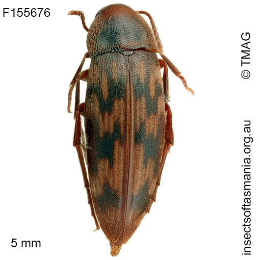 Orchesia-cf-bryophila