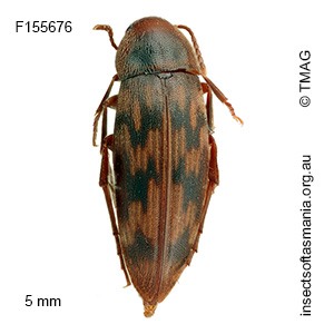 Orchesia bryophila