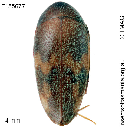 Orchesia-cf-pictipennis