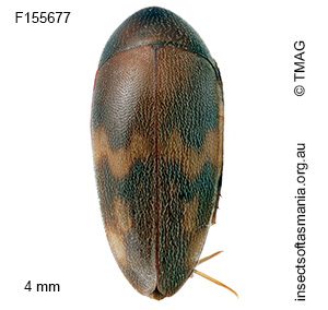 Orchesia pictipennis