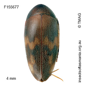 Orchesia pictipennis