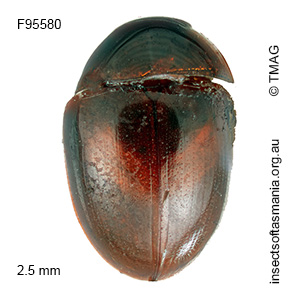 Parasemus doctus