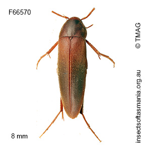 Phloiotrya velutina