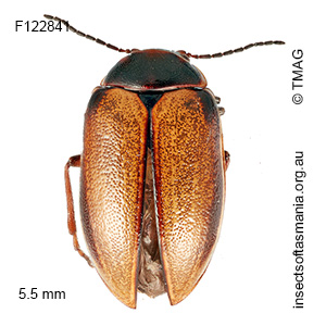 Pictacara montana