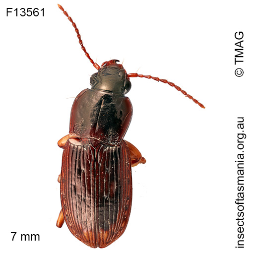 Prosopogmus-punctifer