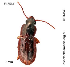 Prosopogmus punctifer