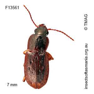 Prosopogmus punctifer