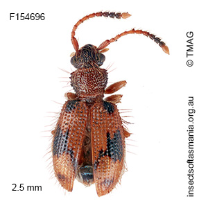 Psammoecus venustus