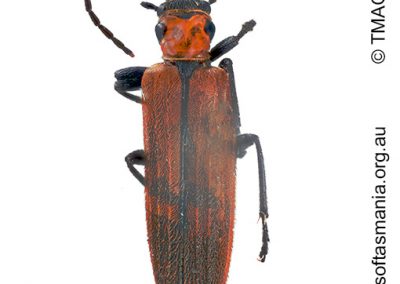 Pseudolycus luctuosa