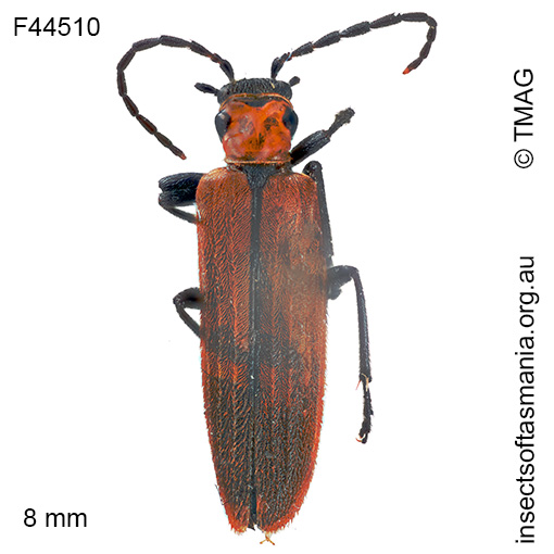 Pseudolycus luctuosa