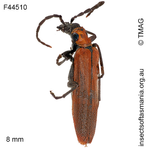 Pseudolycus-luctuosa