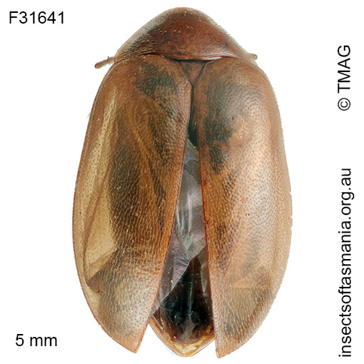 Spilotocyphon-orientalis