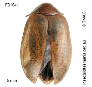 Spilotocyphon orientalis