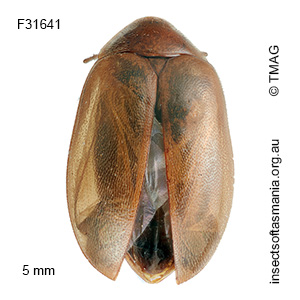 Spilotocyphon orientalis