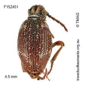 Ptinus fur
