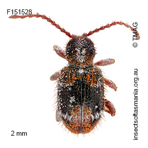 Ptinus medioglaber