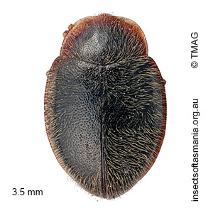 Rhyzobius aurantii