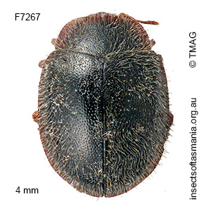 Rhyzobius cf fugax