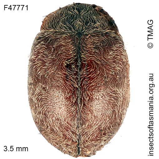 Rhyzobius-cf-secessus