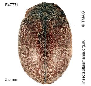 Rhyzobius cf secessus