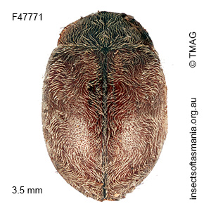 Rhyzobius cf secessus