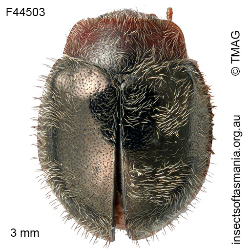 Rhyzobius-fagus