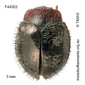 Rhyzobius fagus
