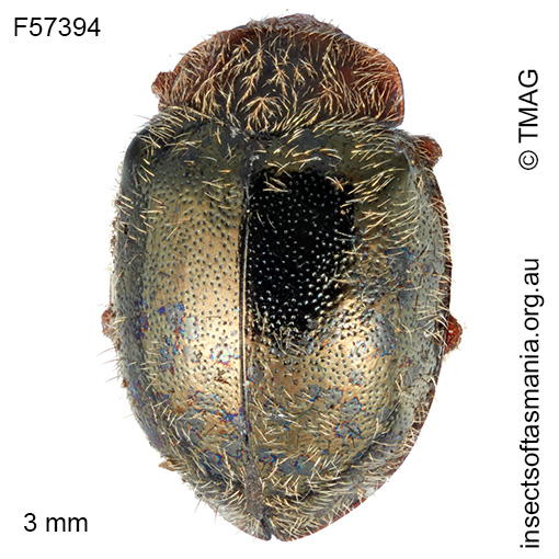 Rhyzobius-pulchellus