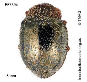 Rhyzobius pulchellus