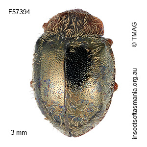 Rhyzobius pulchellus